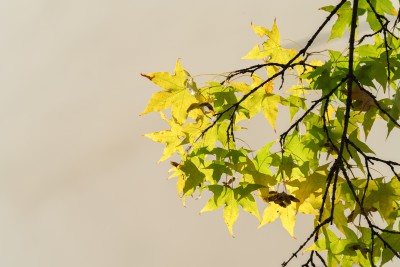 初秋变黄的树叶实拍图