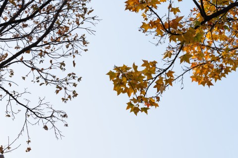 深秋枯黄的树叶枝干实拍图