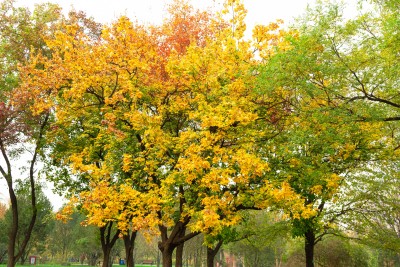 公园里最先变黄的树叶实拍图