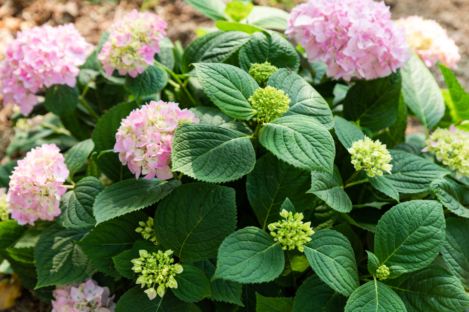 鲜艳美丽花球绿植特写实拍图