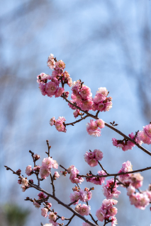 枝头粉色美丽的桃花实拍图