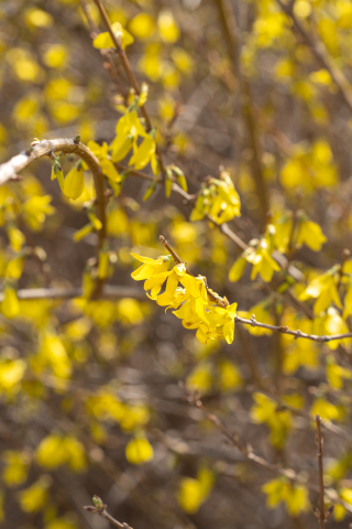 飘逸灵动的花朵实拍图