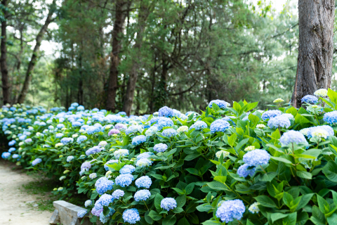 蓝色花朵树丛实拍图