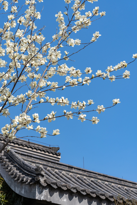 屋檐旁的桃花枝头实拍图版权图片下载