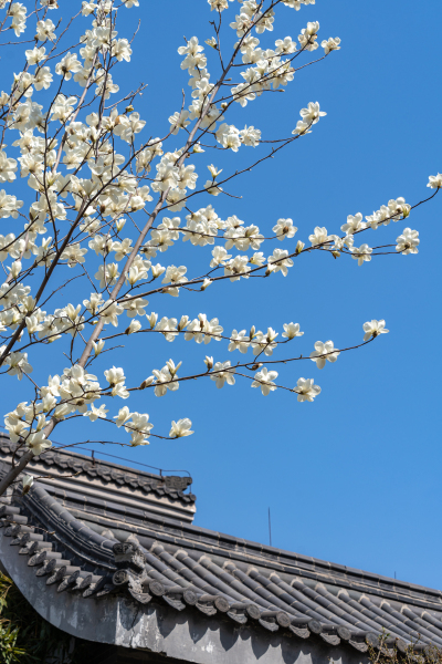 屋檐旁的桃花枝头实拍图