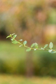 创意绿色植物叶子实拍图