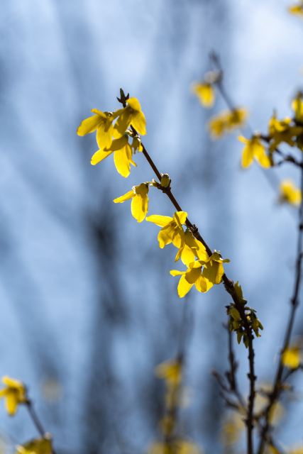 嫩黄色迎春花实拍图