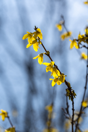 嫩黄色迎春花实拍图