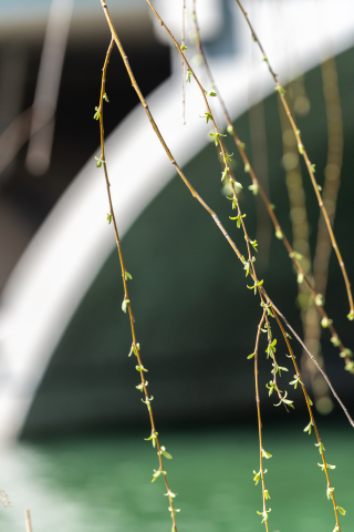 湖边春色植物实拍图