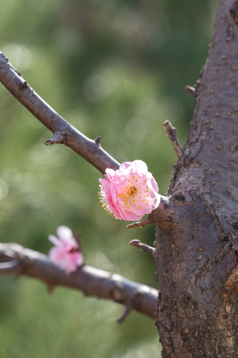 枝干中长出的粉色桃花实拍图版权图片下载