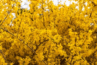 生长茂盛的黄色花朵实拍图