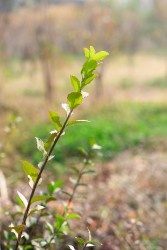 生机勃勃园区里的植物实拍图