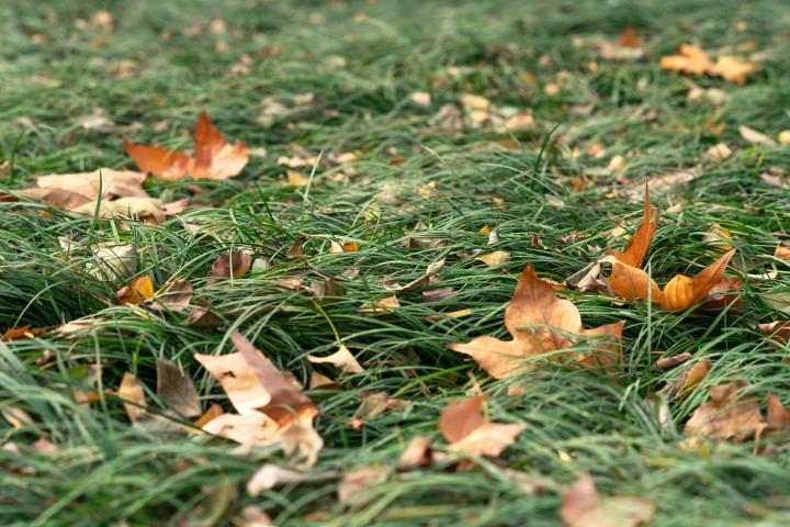 深秋树叶掉落在草地上高清图版权图片下载