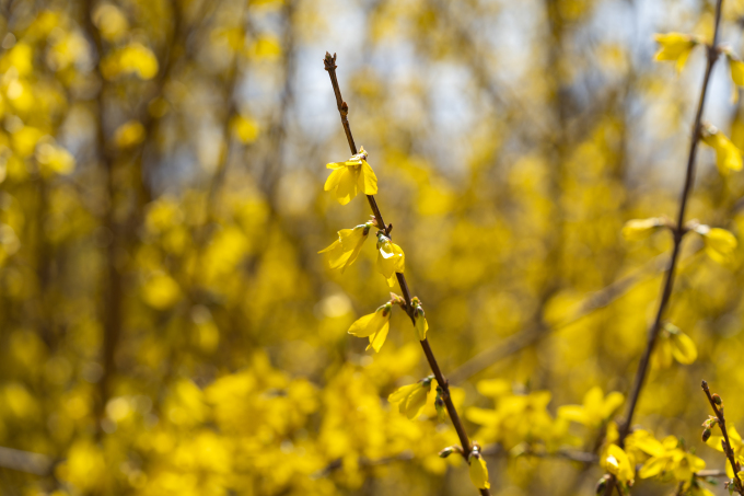 生长茂密的迎春花实拍图