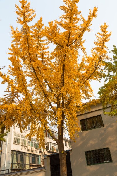 一棵漂亮的黄色银杏树实拍图