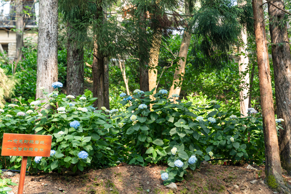 绿化草丛实拍图