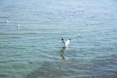 洱海中捕食的水鸟实拍图