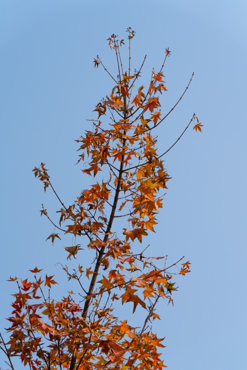 秋季树木枝干红色树叶实拍图版权图片下载