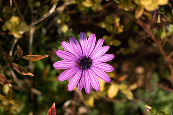 紫色小菊花实怕图