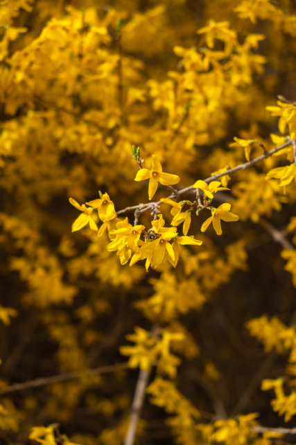 令人心情愉悦的花朵实拍图