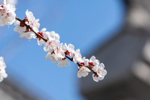 淡雅纯洁桃花实拍图