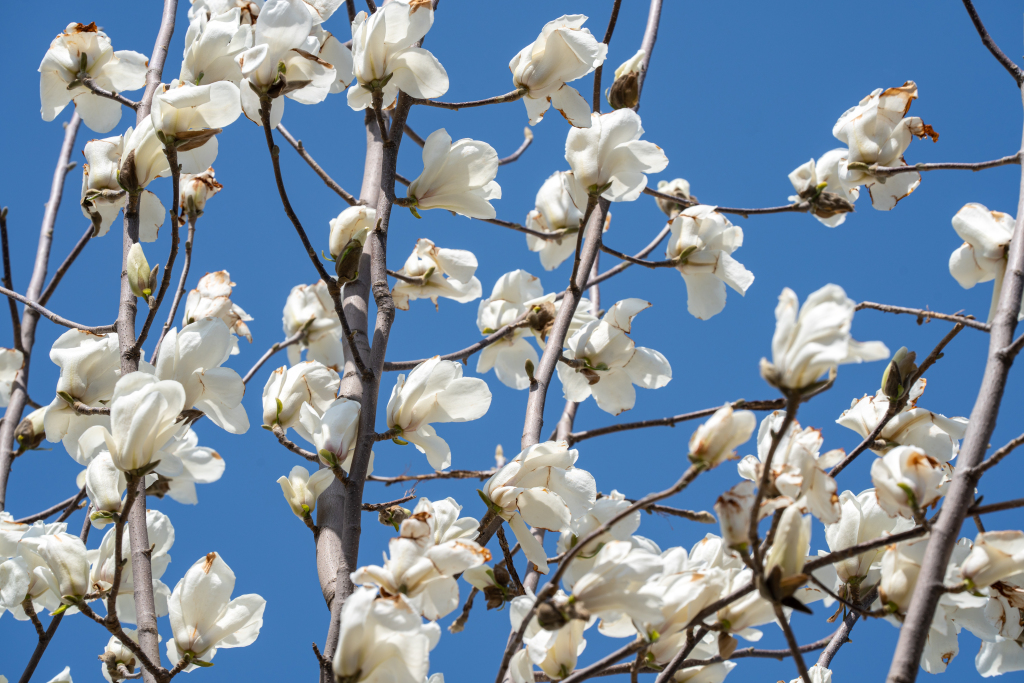 纯洁淡雅花瓣实拍图版权图片下载
