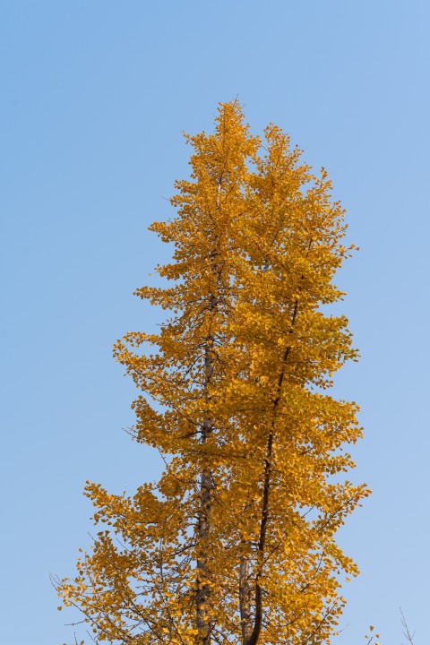 蓝色天空下的两棵银杏树高清图版权图片下载