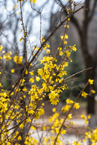 温暖阳光下嫩黄的实拍图