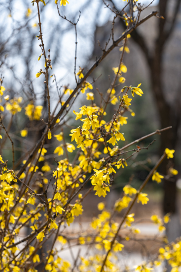 温暖阳光下嫩黄的实拍图