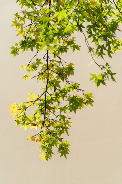枝干末端发黄的树叶实拍图