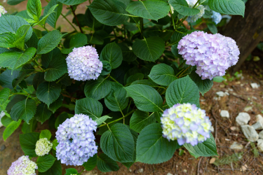 紫色花球绿色植物实拍图