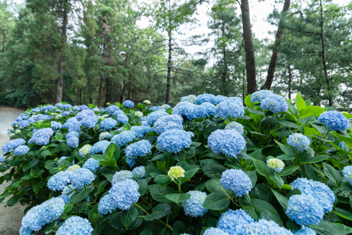 大片蓝色花朵横图实拍图版权图片下载