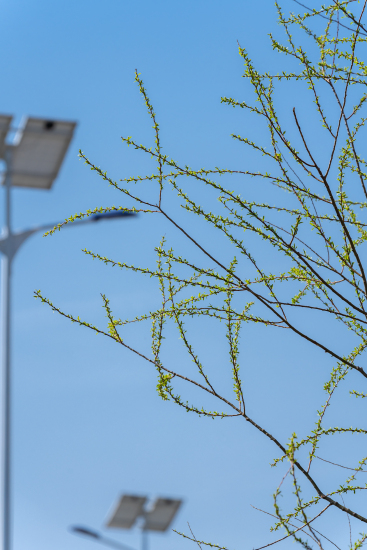 路边新嫩的枝丫实拍图