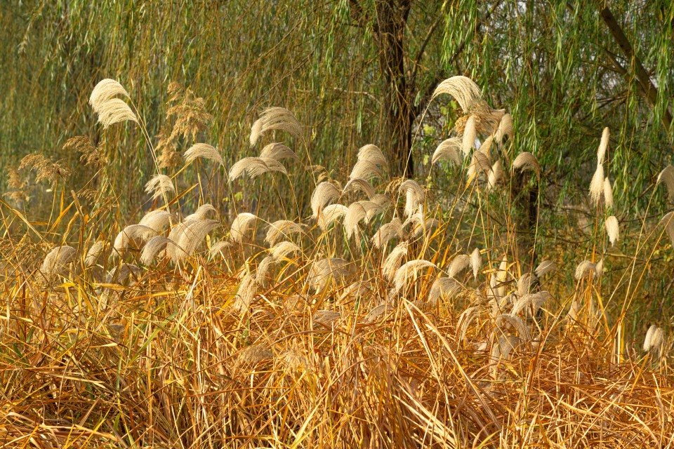 一大片芦苇荡实拍图