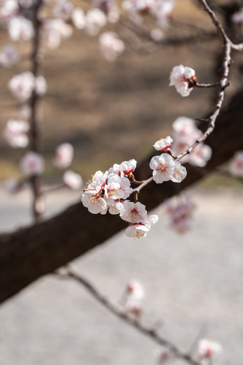 春天生长茂盛的花朵实拍图版权图片下载