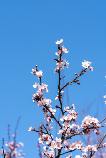春天花朵竞艳实拍图