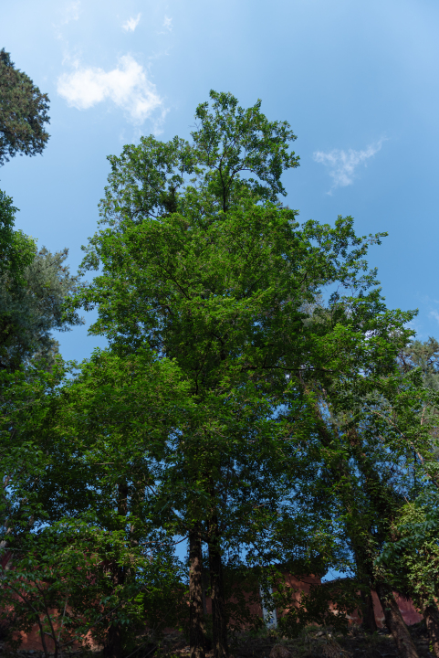 茂密的树叶天空实拍图版权图片下载