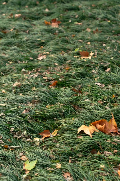 青草地上的干枯树叶高清图