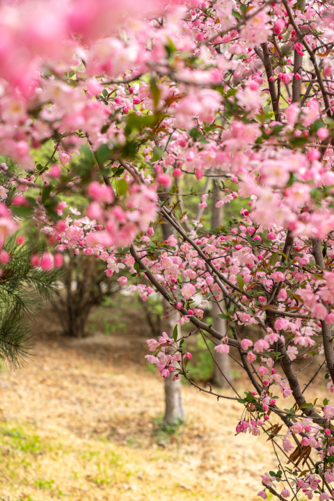 美丽鲜艳的粉色桃花实拍图版权图片下载