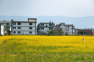 金色麦浪风光图