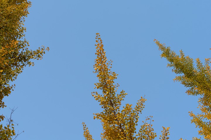 秋天银杏树树尖实拍图版权图片下载