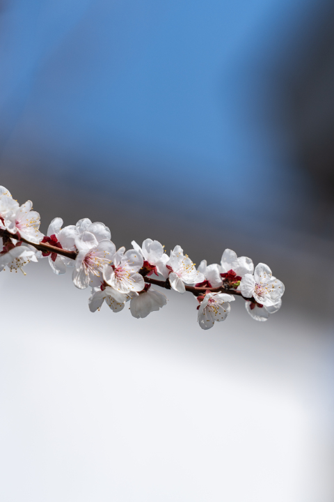 朦胧唯美桃花实拍图版权图片下载