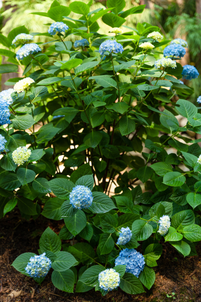 竖版蓝色花球绿植实拍图