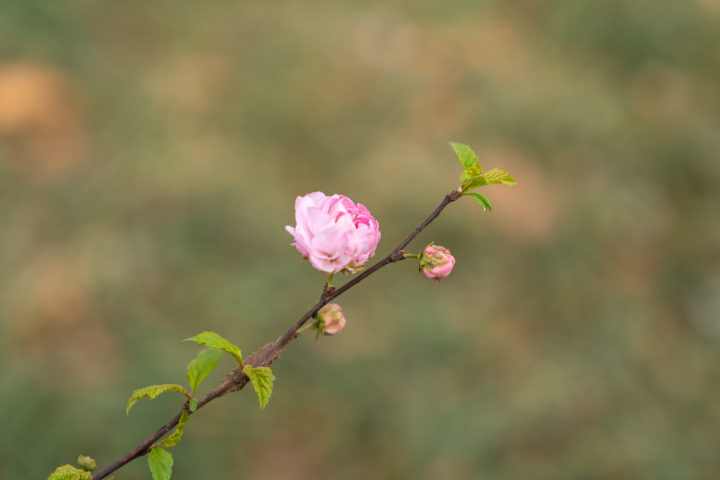 枝头娇艳的花朵实拍图版权图片下载