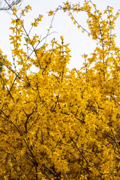 枝上开满黄花实拍图