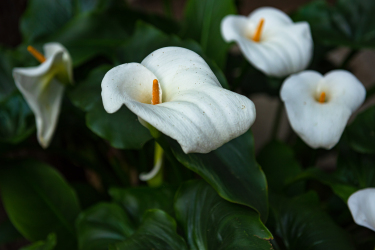 白色鲜花唯美高清图