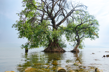 湖心中的百年大树图