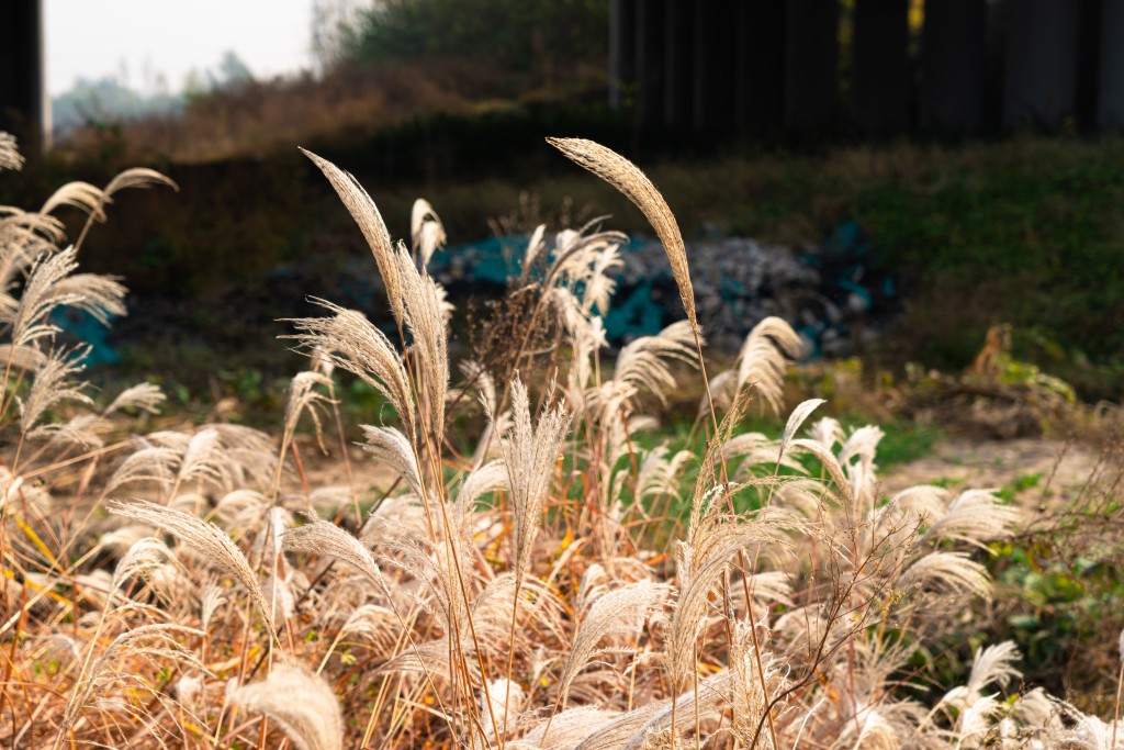 富有生机的芦苇荡实拍图版权图片下载