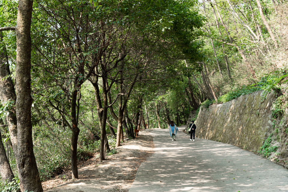 林间小道风景高清图