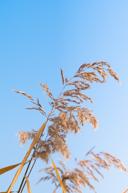 自然环境下的创意芦苇实拍图
